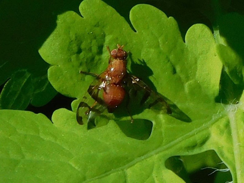 Wermut-Bohrfliege — Bild 2