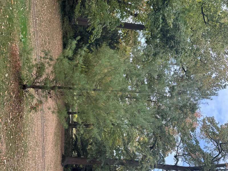 Młoda sosna wejmutka rośnie na trawniku w parku, w otoczeniu większych drzew liściastych.