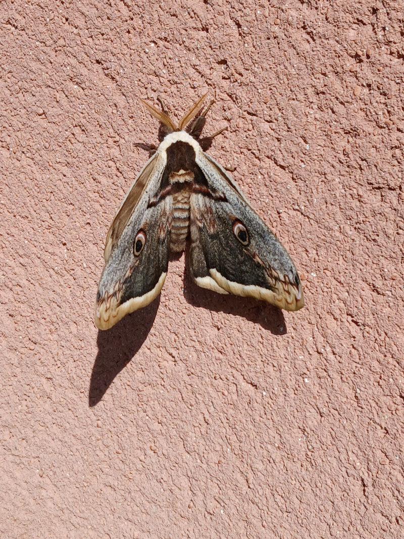 Wiedeński paw motyl — Bild 1