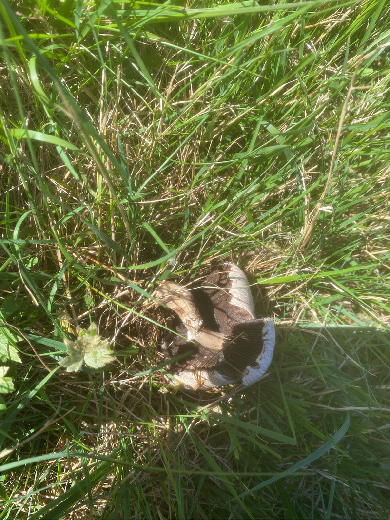 Pieczarka łąkowa leży w gęstej trawie z widocznymi ciemnymi blaszkami i trzonem.
