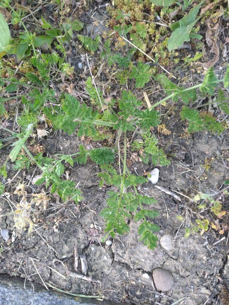 Trybula łąkowa — Bild 1