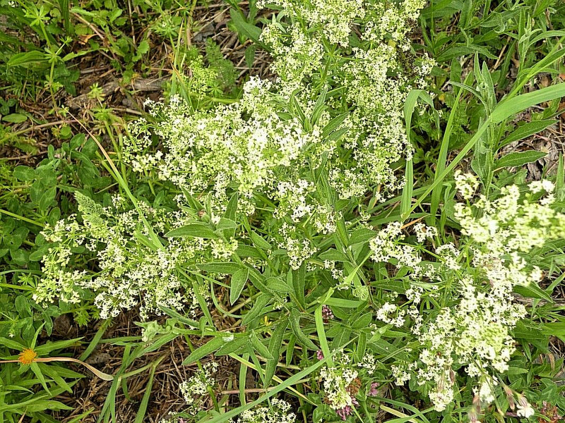 Łąkowa ściółka — Bild 3