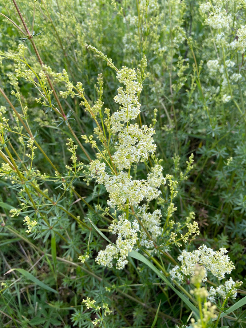 Łąkowa ściółka — Bild 2