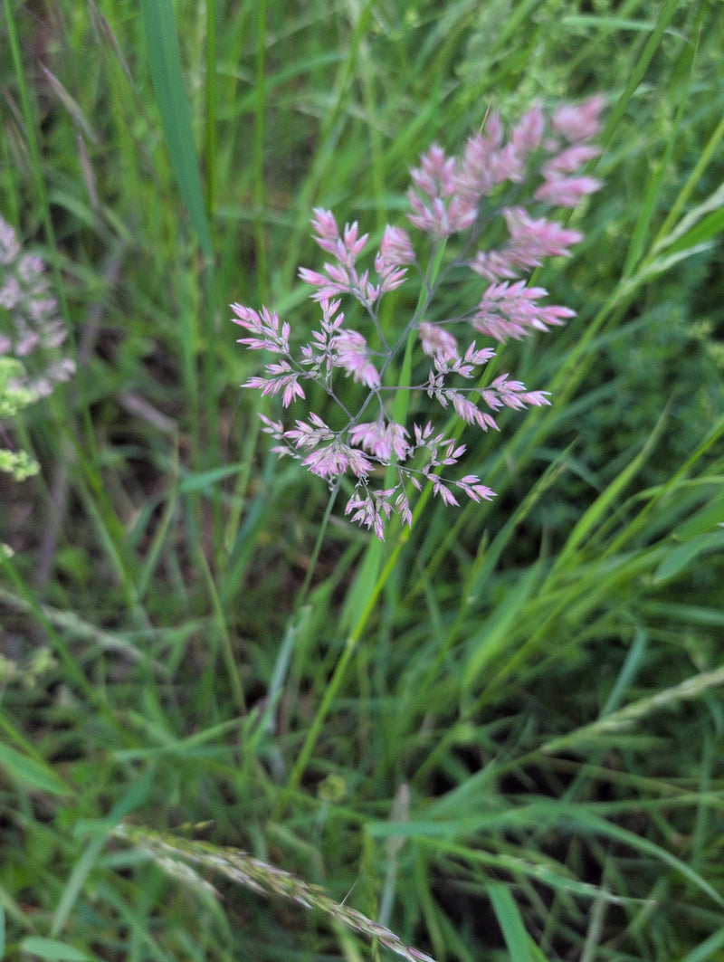 Łąkowa bluegrass — Bild 3