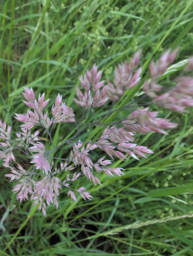 Łąkowa bluegrass — Bild 2