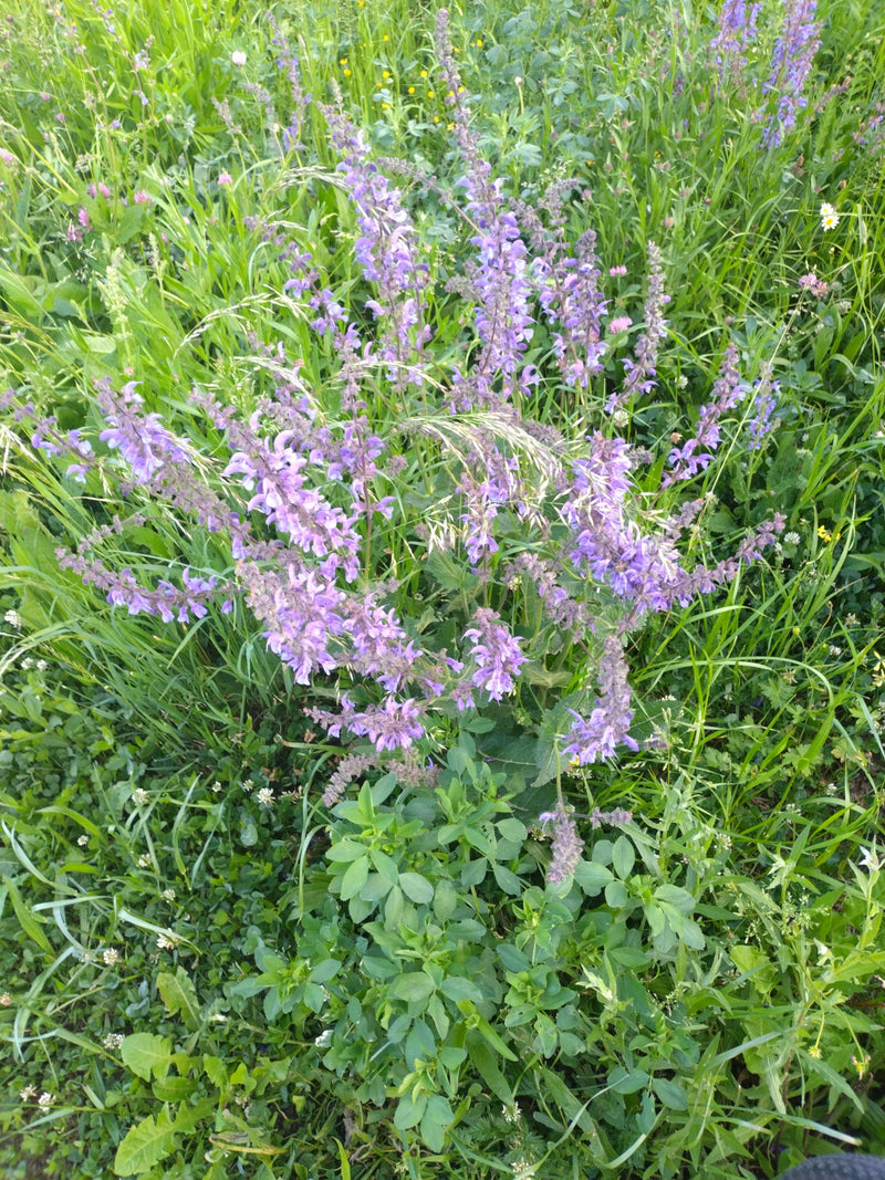 Widac kwitnaca szalwie lake z fioletowymi kwiatami na zielonej lace. Zdjecie przedstawia rosline z gory w jej naturalnym otoczeniu.