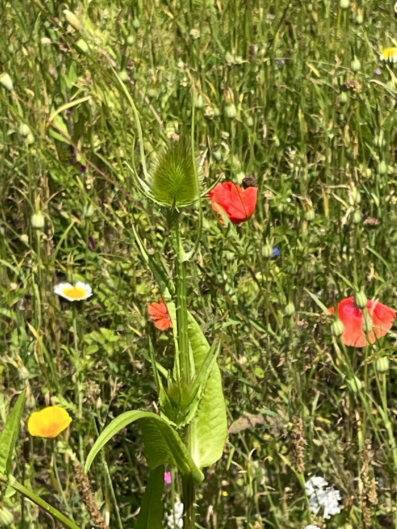 Dziki kardan — Bild 1