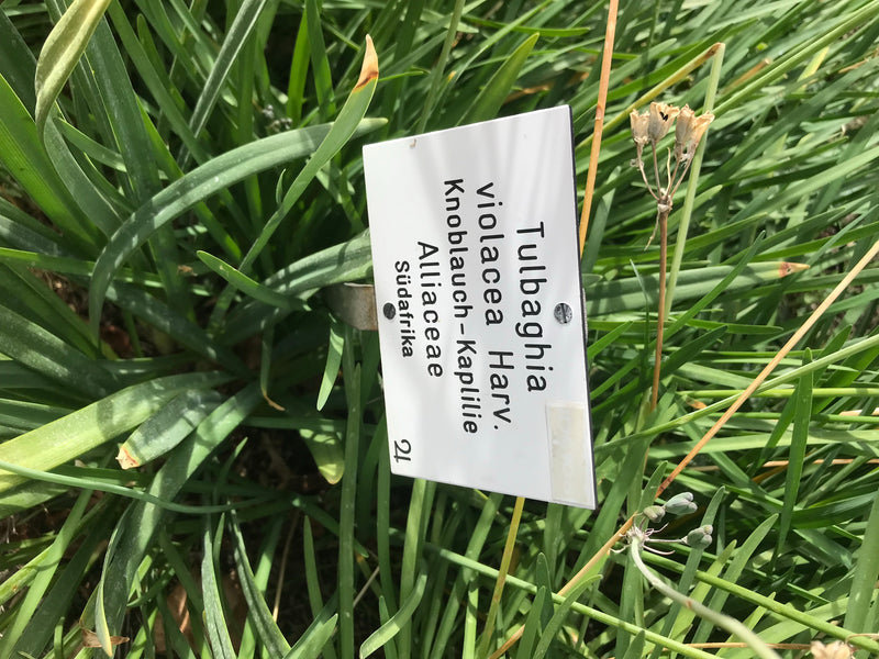 Wilde Knoblauch — zdjęcie 2 z 6
