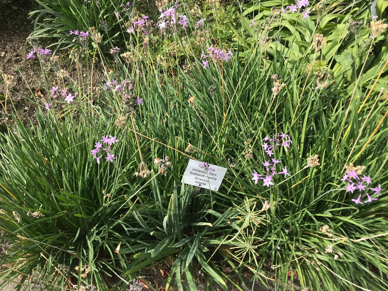 Wilde Knoblauch — zdjęcie 1 z 6
