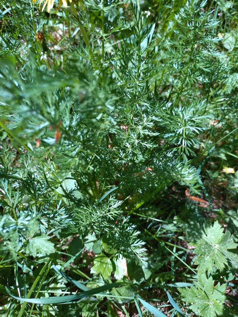 Dzika marchewka — Bild 1