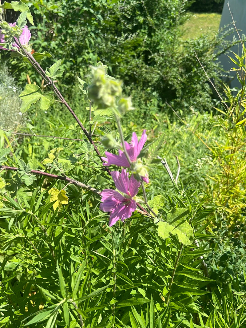 malwa — Bild 3