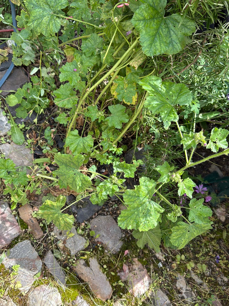 malwa — Bild 5