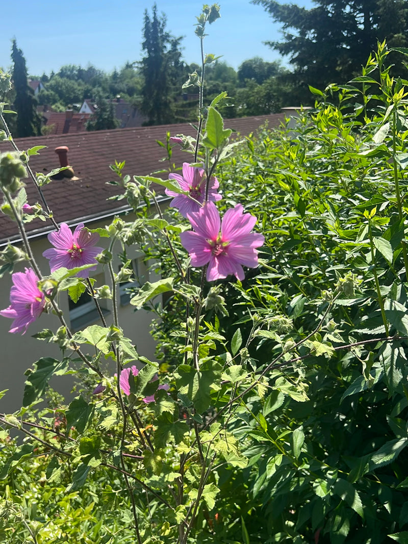 malwa — Bild 4