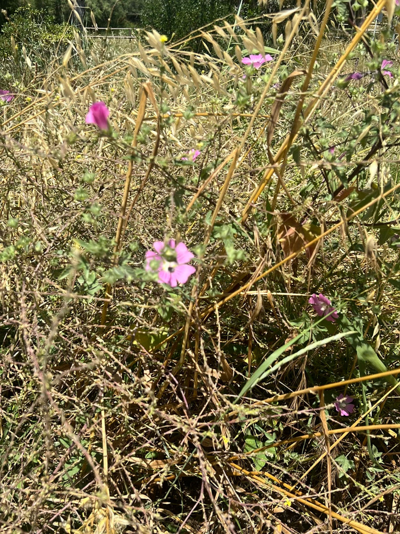 malwa — Bild 1