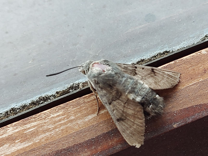 Windenschwärmer — Bild 1