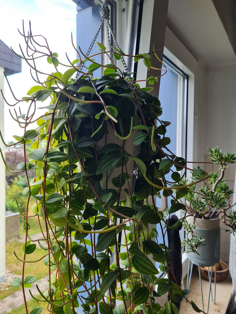 Peperomia kątowa — Bild 1
