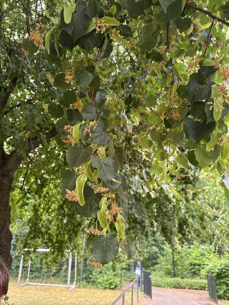 Zdjęcie przedstawia typowe sercowate liście i kwiatostany lipy drobnolistnej na drzewie. W tle widać zielony park ze ścieżką.