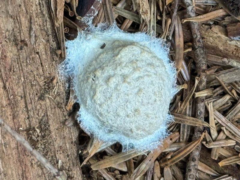 Białawo-srebrzyste zarodnie (aethalium) Reticularia lycoperdon na martwym drewnie i ściółce iglastej.