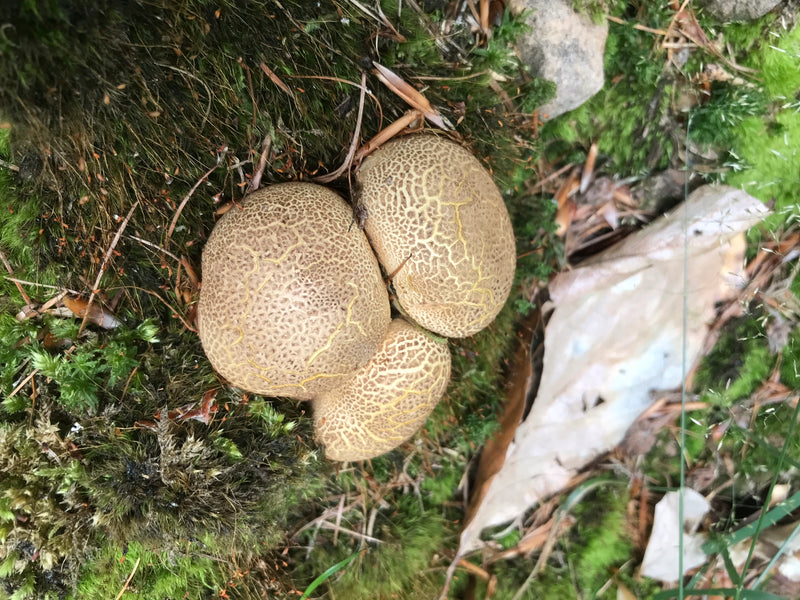 Odkurzacz sieciowy Spurge — zdjęcie 4 z 5