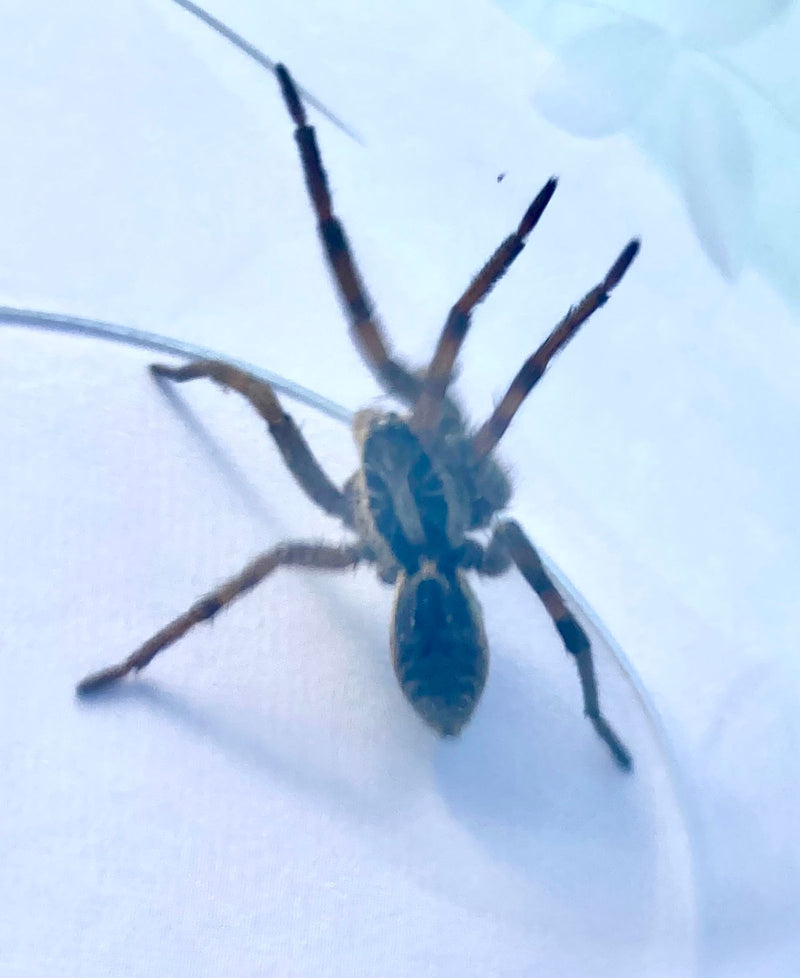 Pająk wilczy (rodzaj Alopecosa) — zdjęcie 1 z 2