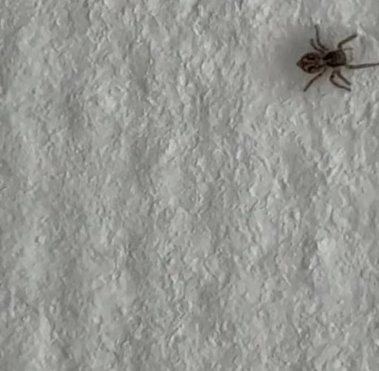 Wolfspinne (Gattung Pardosa) — Bild 2