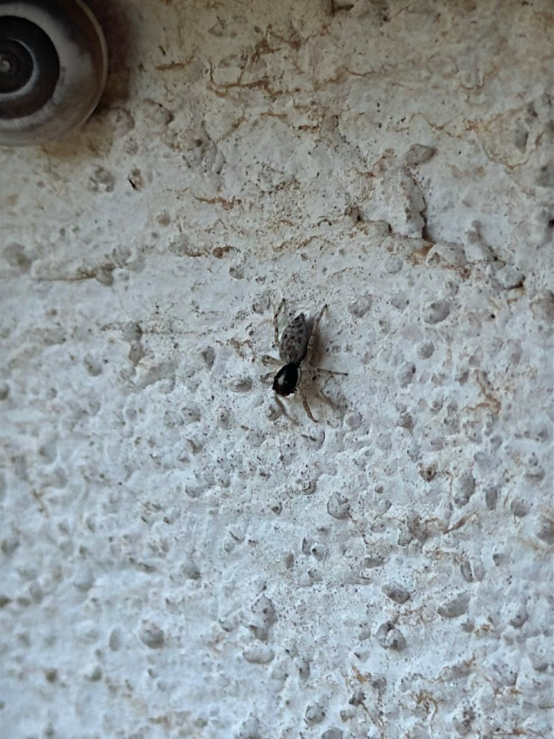 Na jasnej otynkowanej elewacji siedzi pająk z gatunku Pseudeuophrys lanigera. Pająk spoczywa nieruchomo na chropowatej powierzchni.