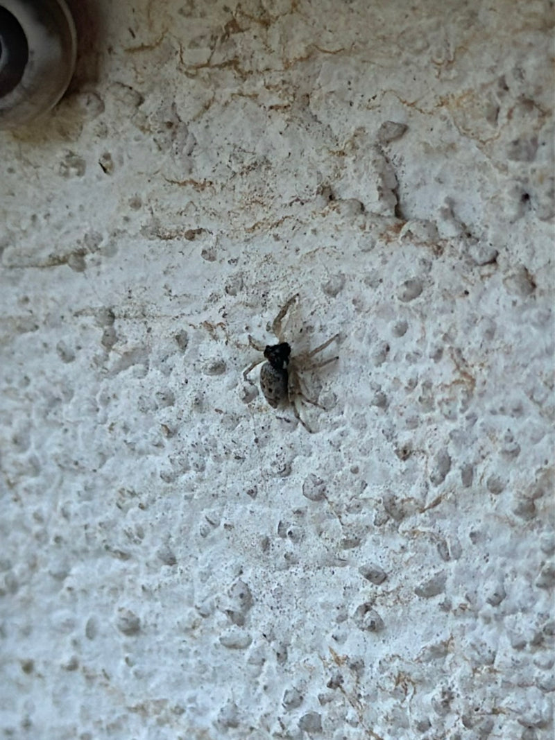Na jasnej, chropowatej ścianie otynkowanej siedzi pająk z gatunku Pseudeuophrys lanigera. Pozostaje nieruchomo na pionowej powierzchni.