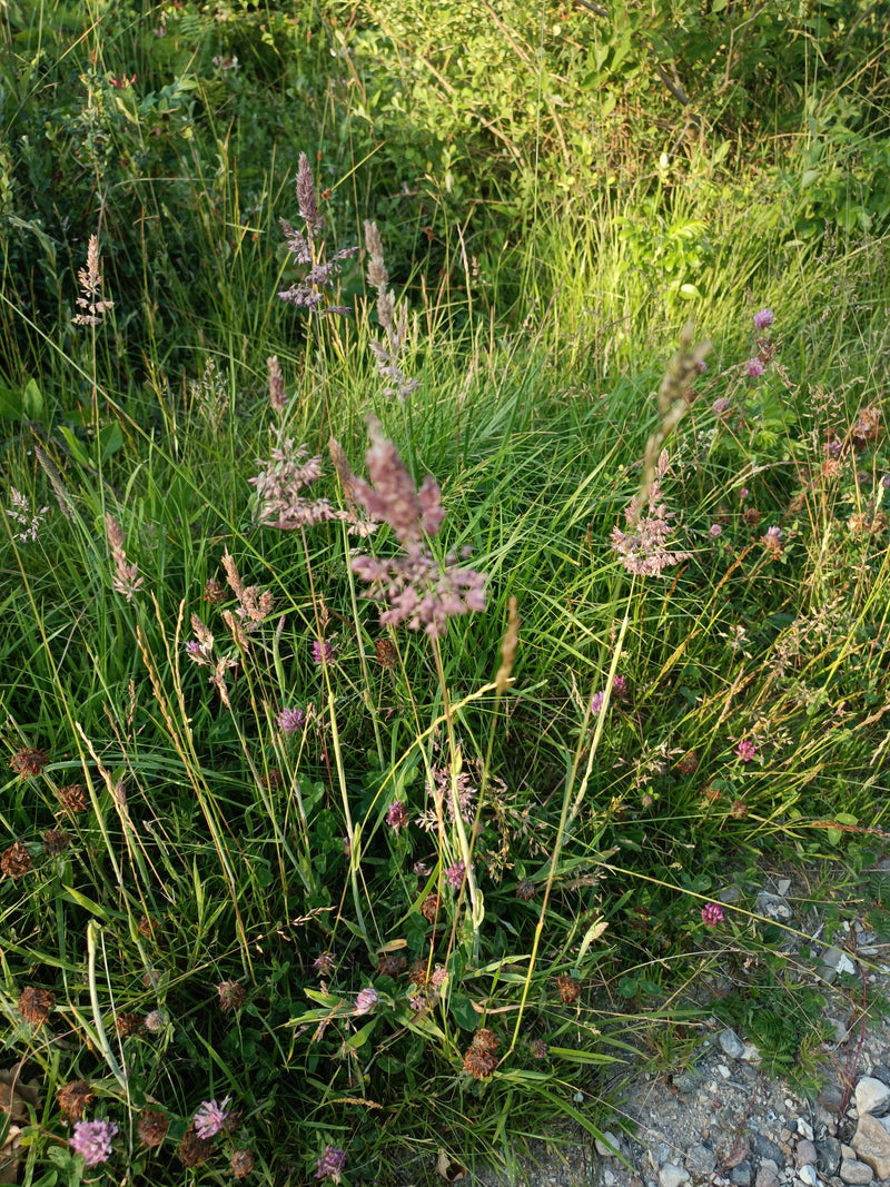 Wełnista trawa miodowa — Bild 1