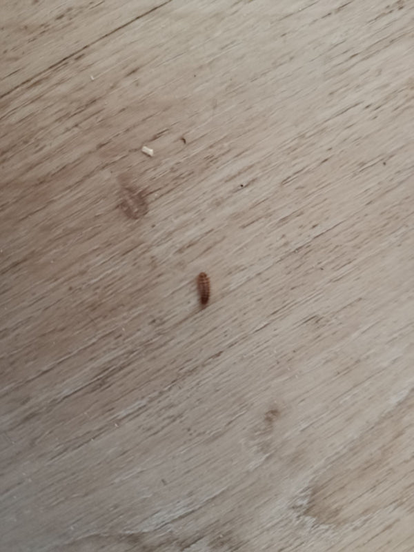 Na jasnej drewnianej podłodze widoczna jest mała, szczeciniasta larwa guniaka. Owad porusza się powoli po powierzchni.