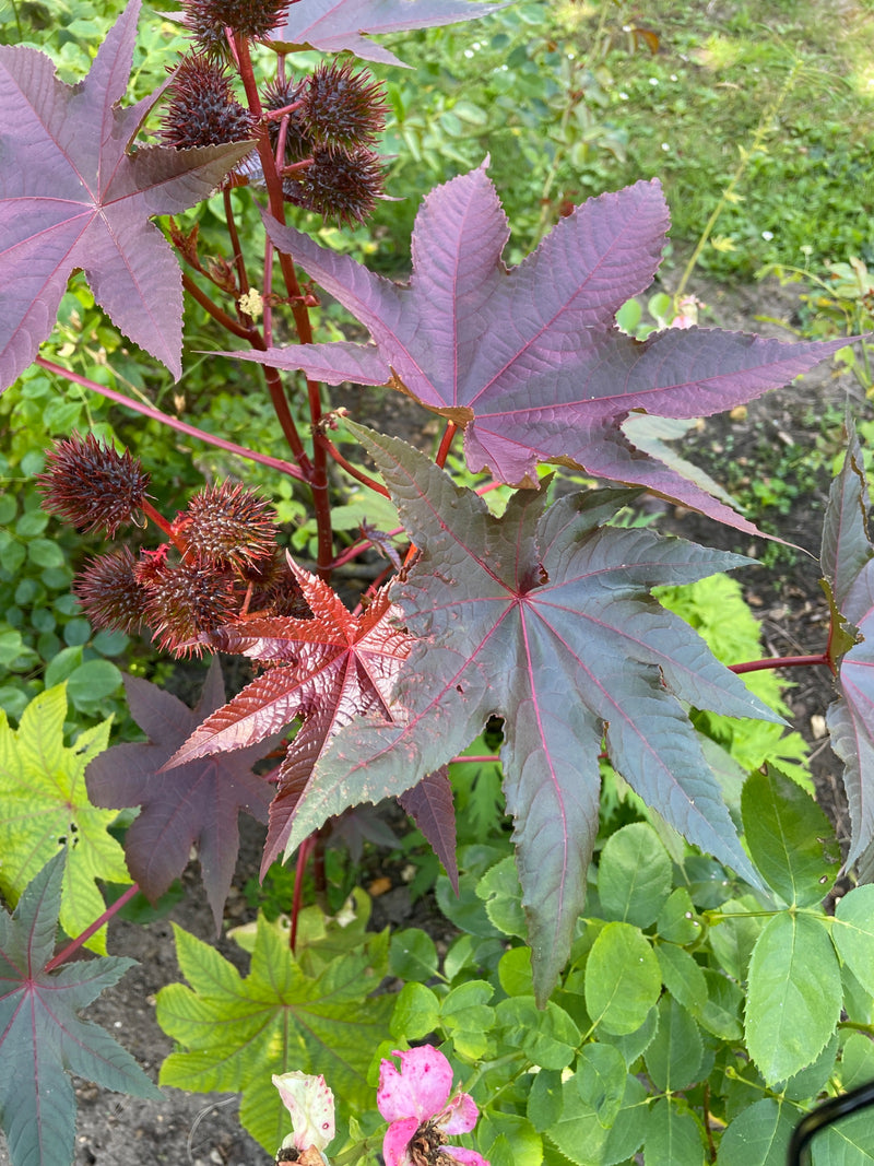 Fasola rycynowa — Bild 1