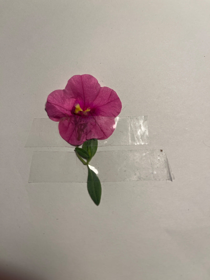 Magiczne dzwonki — Bild 1