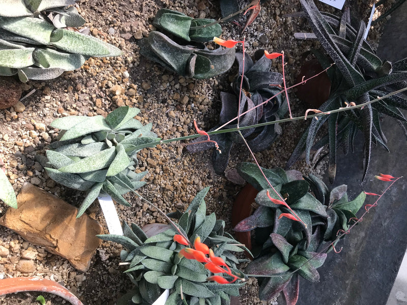 Kilka sukulentów z rodzaju Gasteria o mięsistych liściach i długich pędach z czerwonawo-pomarańczowymi kwiatami.