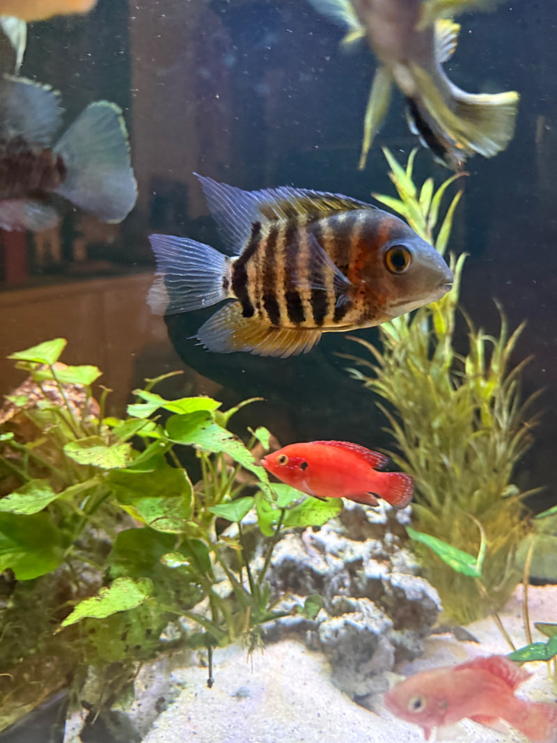 Zebrabuntbarsch — zdjęcie 1 z 1