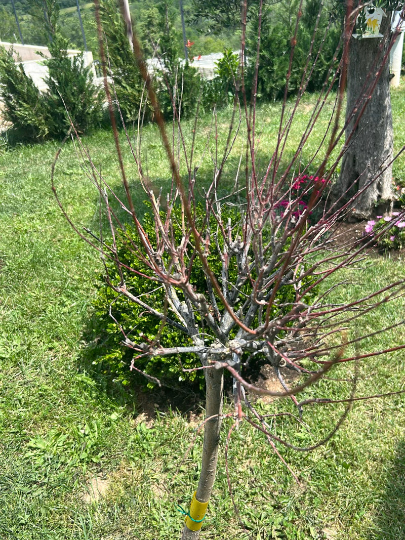 Karłowata brzoskwinia — Bild 1