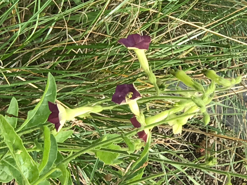 Ozdobny tytoń — zdjęcie 1 z 2