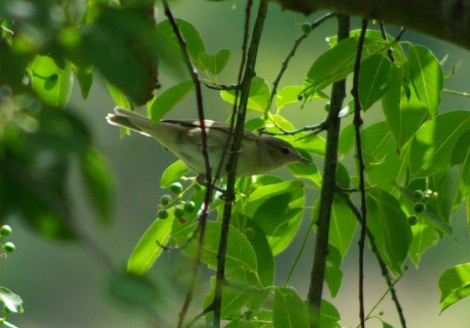Chiffchaffa — Bild 1