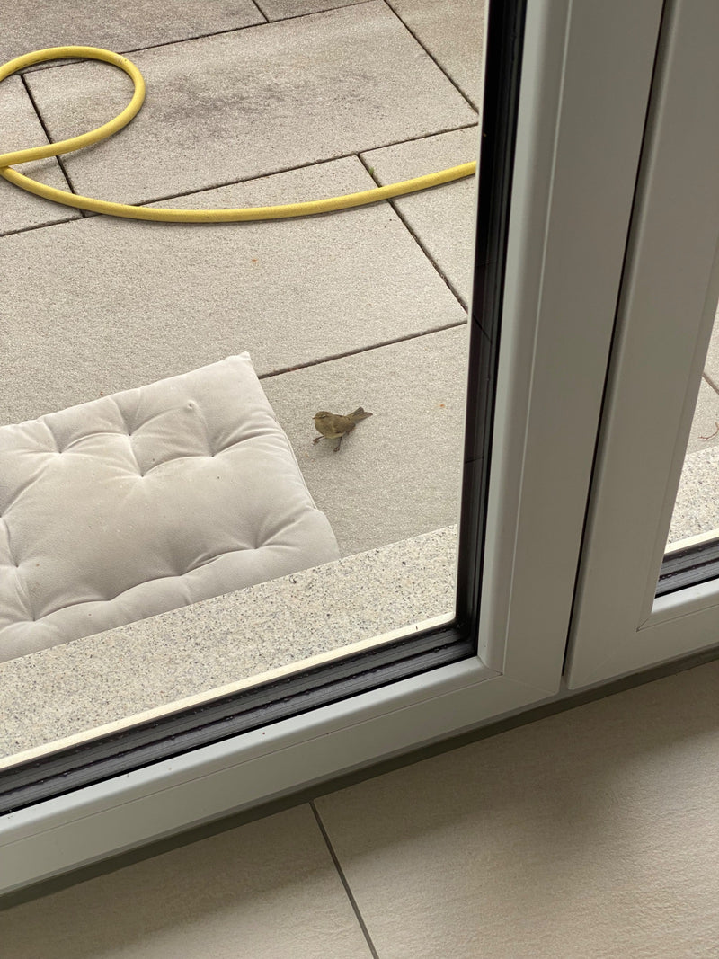 Mały, oliwkoszary ptak stoi na kamiennych płytach tarasowych obok poduszki i węża ogrodowego. Zwierzę jest widoczne z podwyższonej perspektywy.