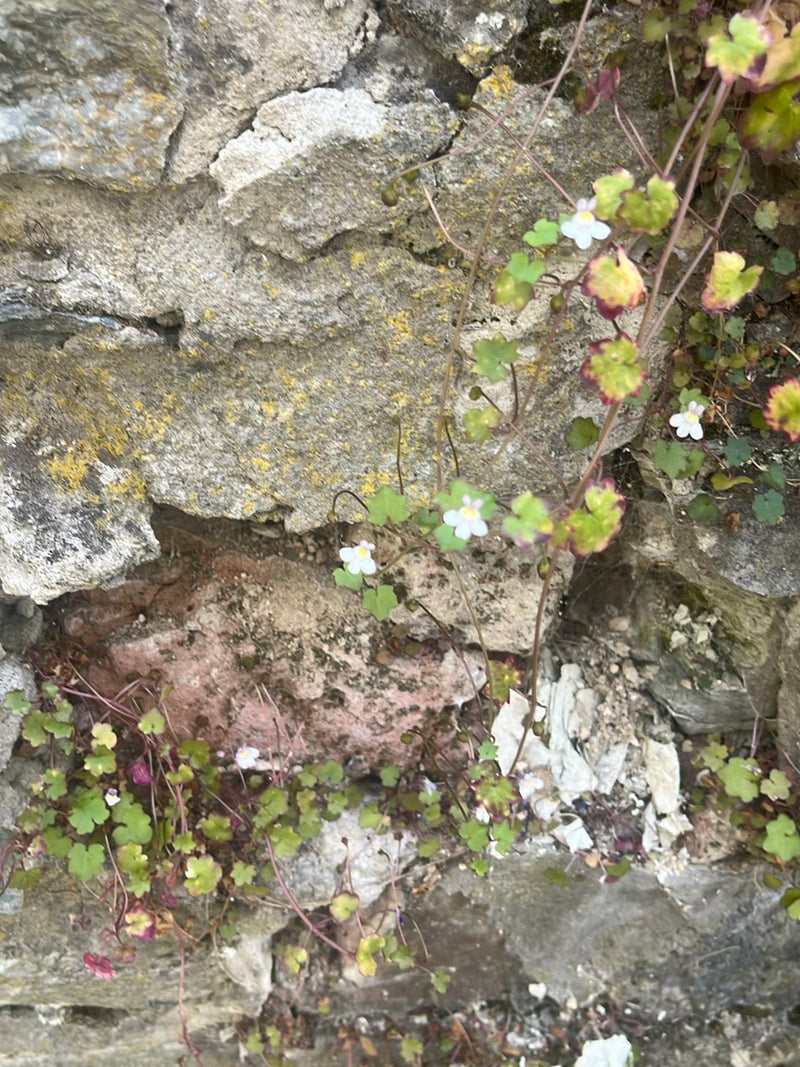 Ziele cynamonu — Bild 4