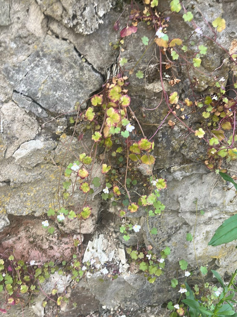 Ziele cynamonu — Bild 3