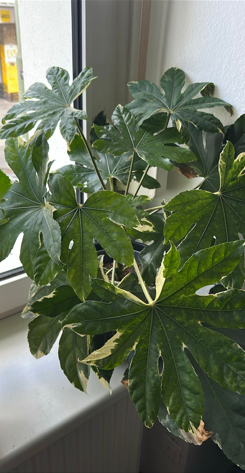 Aralia pokoju — Bild 1
