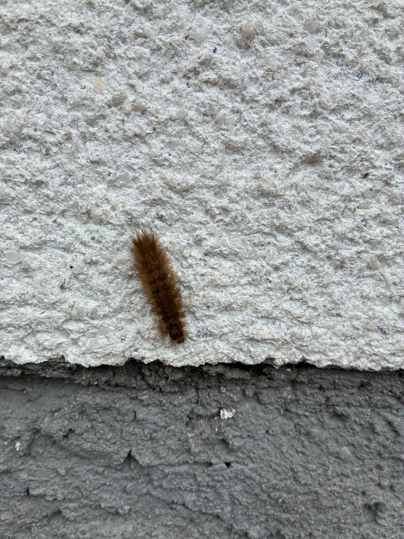 Cynamonowy Niedźwiedź — Bild 1