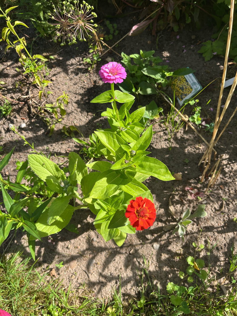 Cynie — Bild 1
