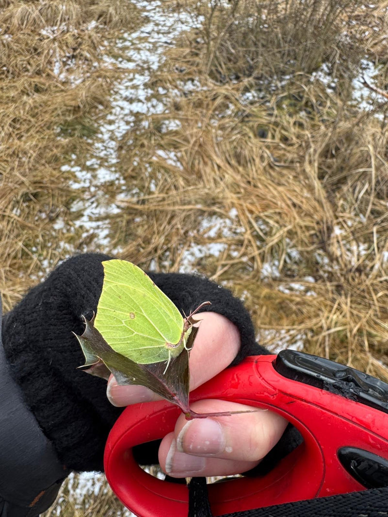 Siarkowy motyl — Bild 1