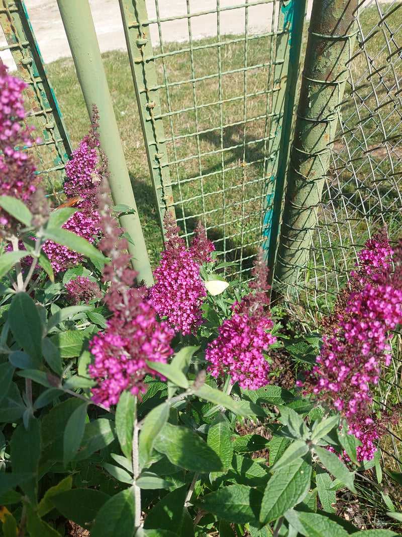 Żółty motyl z gatunku cytrynek siedzi na fioletowym kwicie budlei. W tle widać zielony metalowy płot.
