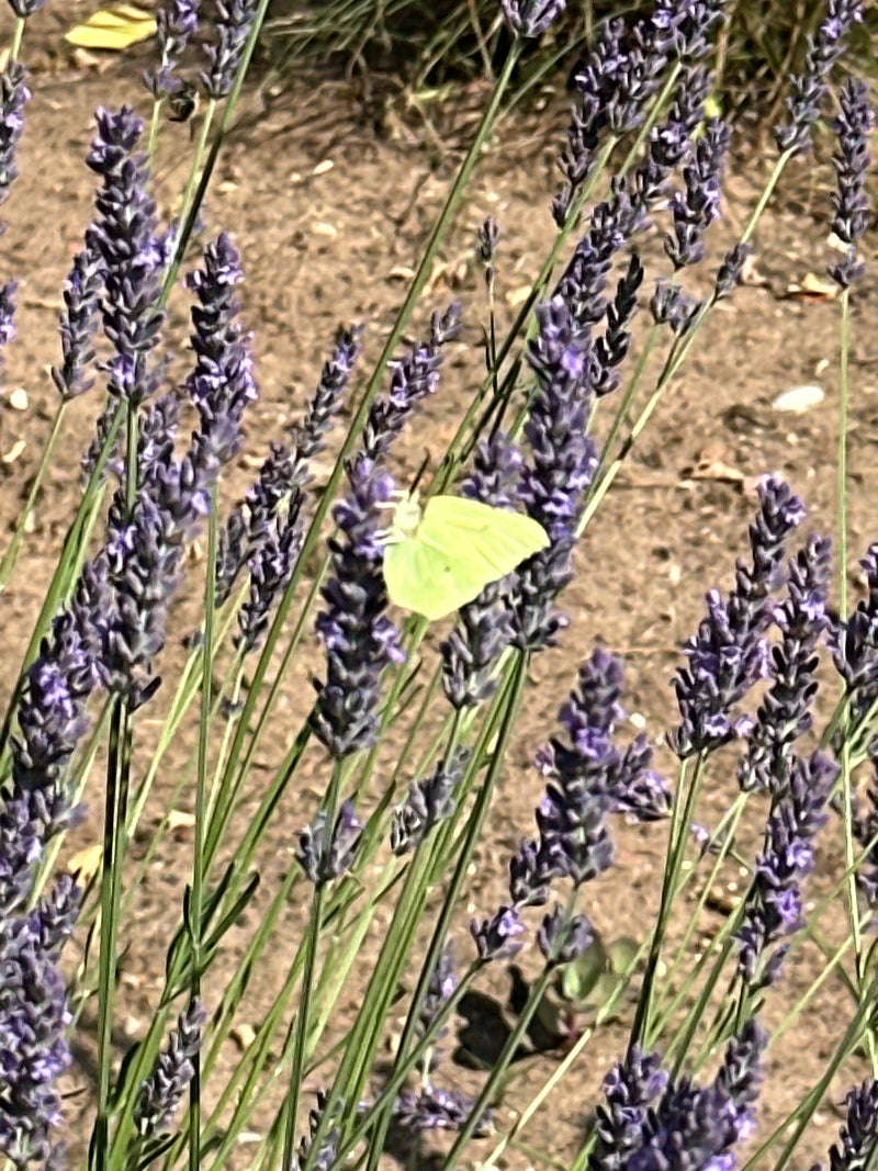 Żółty motyl z rodzaju Gonepteryx siedzi na fioletowym kwiecie lawendy i jest wyraźnie widoczny.