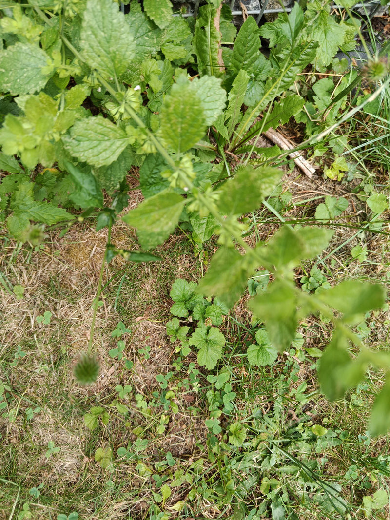 Widoczna jest melisa cytrynowa z typowymi ząbkowanymi liśćmi rosnącymi z góry w ogrodzie.