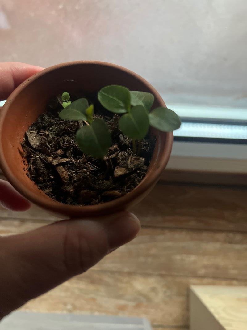 Cytrus — Bild 1