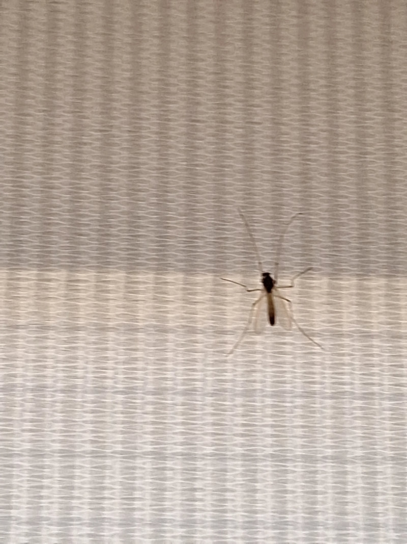 Chironomid — zdjęcie 5 z 11