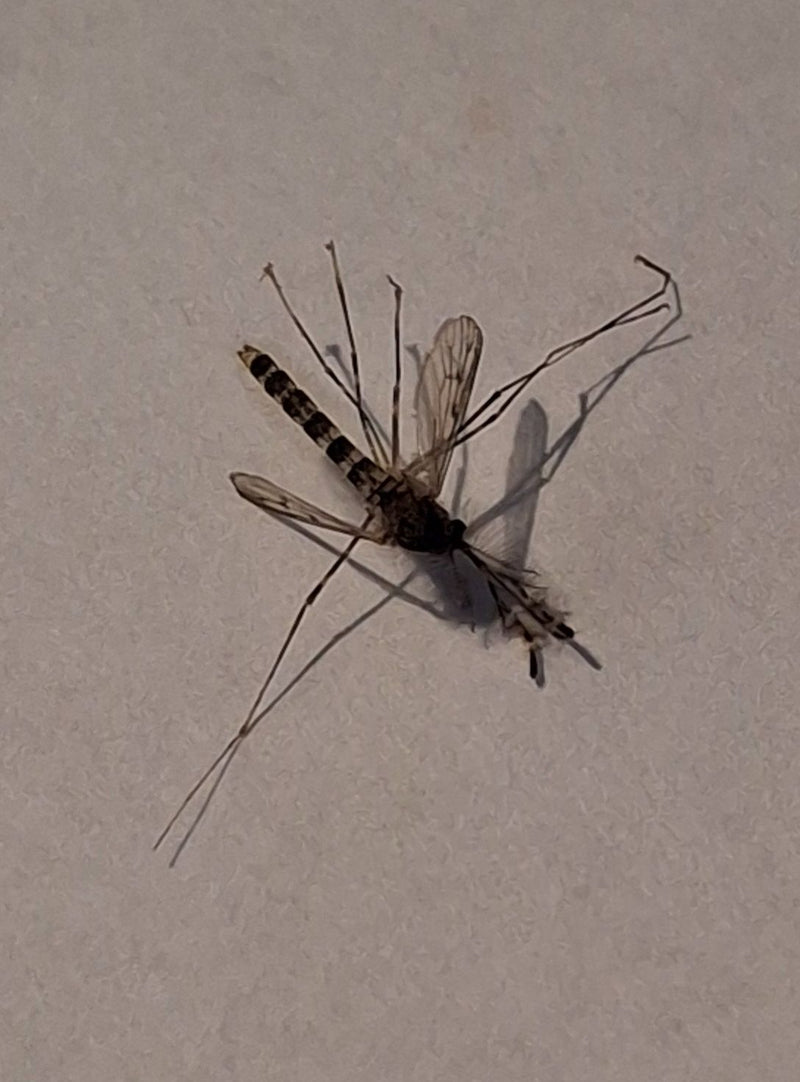 Chironomid — zdjęcie 3 z 11