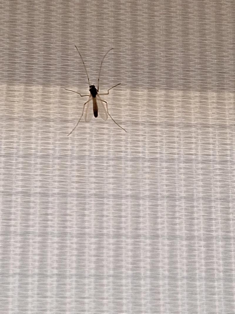 Chironomid — zdjęcie 4 z 11